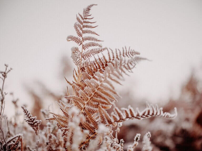 Brown ferns catch the frost in the New Forest
