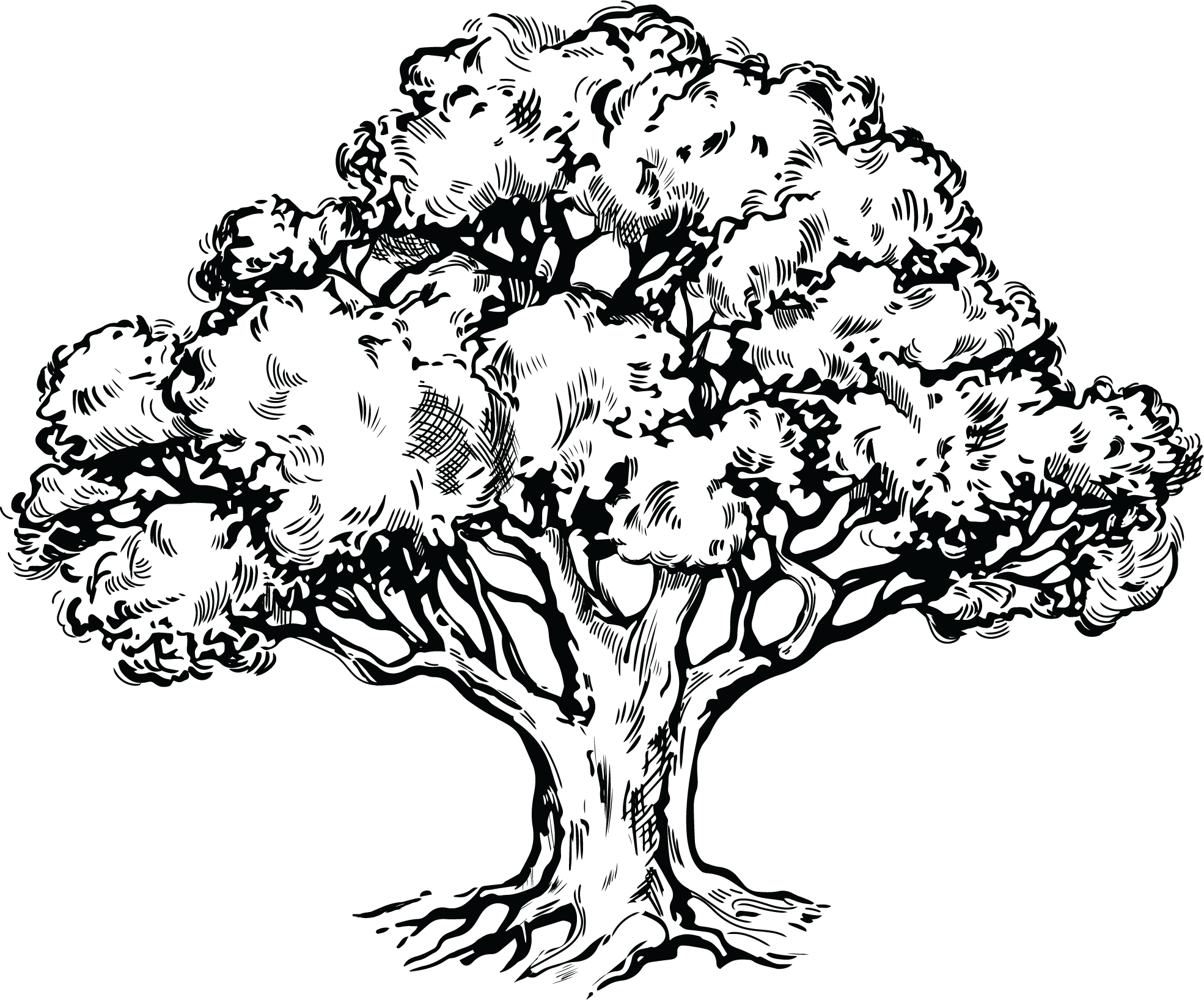 Black and white cedar tree illustration