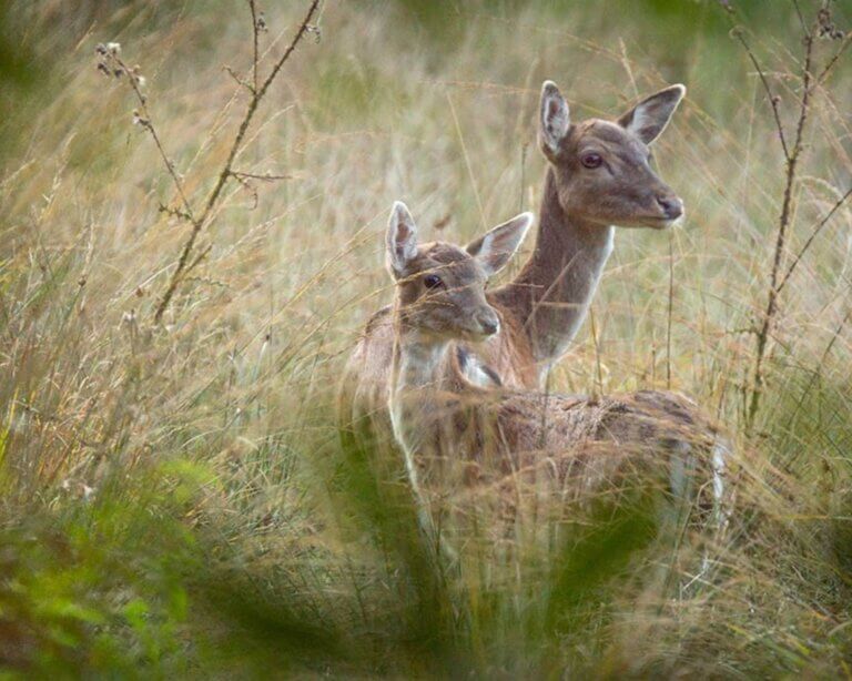 Two deer captured between tall grass in Bolderwood, The New Forest National Park