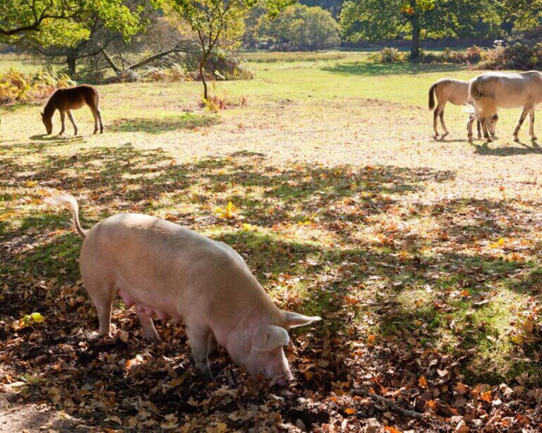 Pig and ponies roam free in the New Forest national park