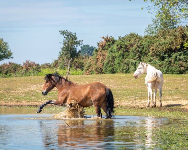 Two ponies play in the water in the New Forest National Park