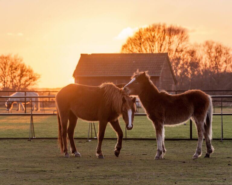 Two ponies in front of a farmhouse at sunset