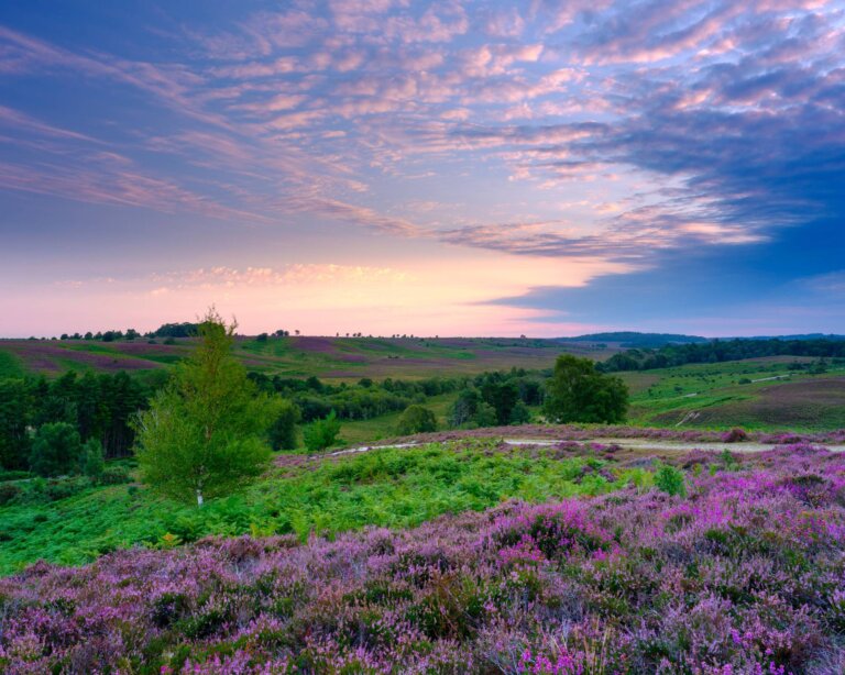 Rockford Common heather covered landscape at sunset, The New Forest
